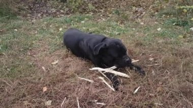 Yetişkin erkek Cane Corso bahçedeki çimlerin üzerinde bir sopa kemiriyor.