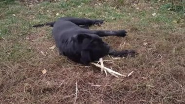Yetişkin bir erkek Cane Corso bir sopa kemiriyor ve etrafta dolanıyor, çimlerin üzerinde dönüyor.