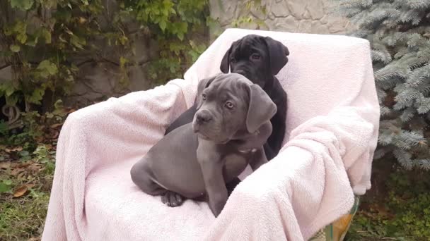 Twee Schattige Pups Cane Corso Grijs Zwart Zitten Een Stoel — Stockvideo