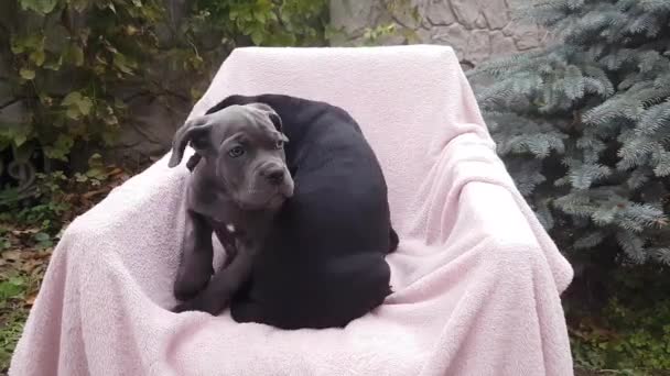 Twee Schattige Pups Cane Corso Grijs Zwart Zitten Een Stoel — Stockvideo