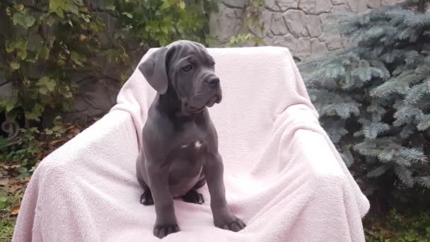 Cute Gray Puppy Cane Corso Sit Chair Pink Bedspread Garden — стокове відео