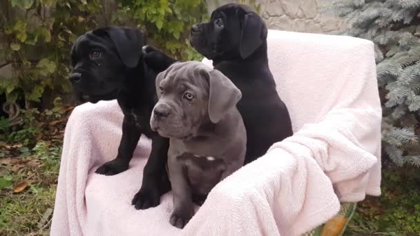 Tre Söta Valpar Cane Corso Grå Och Två Svarta Sitter — Stockvideo