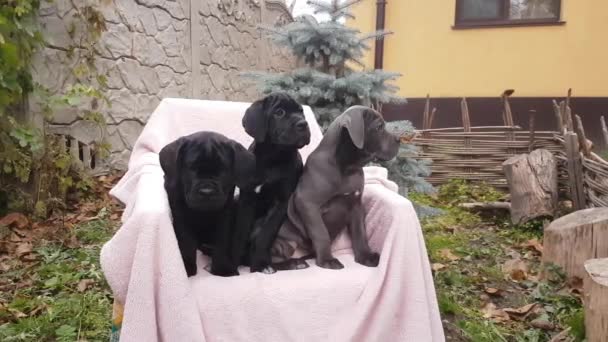 三只可爱的小狗 一只灰色的 两只黑色的 坐在花园里粉色床罩上的椅子上 — 图库视频影像