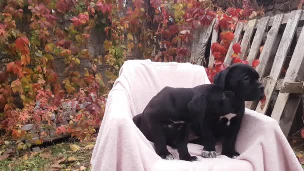 Two Cute Black Puppies Cane Corso Sit Chair Pink Bedspread — Vídeo de Stock