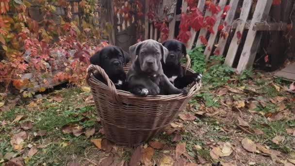 Three Cute Puppies Cane Corso Gray Two Black Sit Wicker — Wideo stockowe