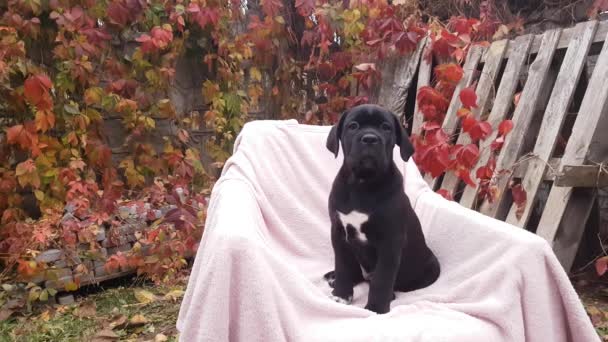 Cute Black Puppy Cane Corso Sit Chair Pink Bedspread Garden — Stock Video