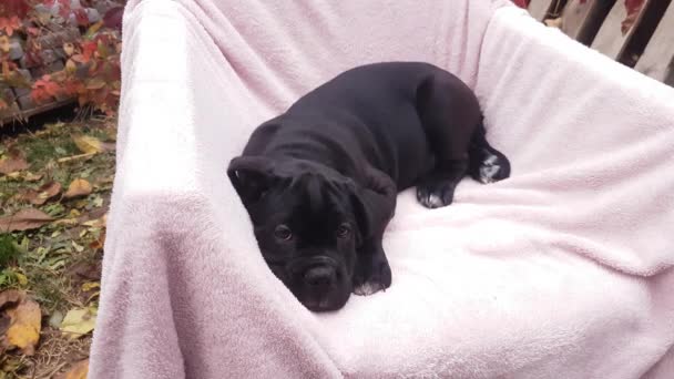 Cute Czarny Cane Corso Szczeniak Zasypia Różowym Kocu Fotelu Ogrodzie — Wideo stockowe