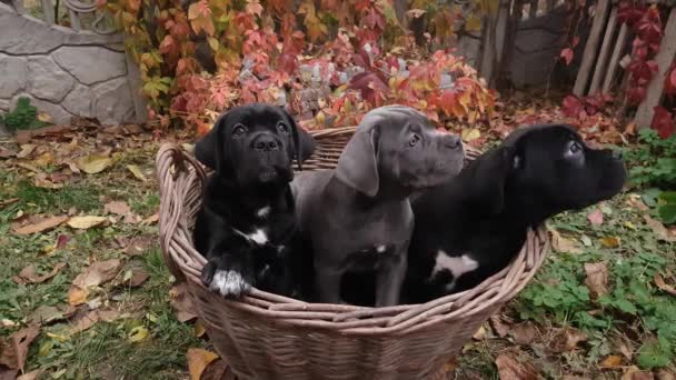 Three Cute Puppies Cane Corso Gray Two Black Sit Wicker — Stock Video