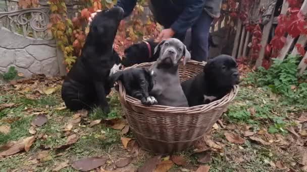 Cane Corso Familie Drie Schattige Pups Een Mandje Drie Volwassen — Stockvideo