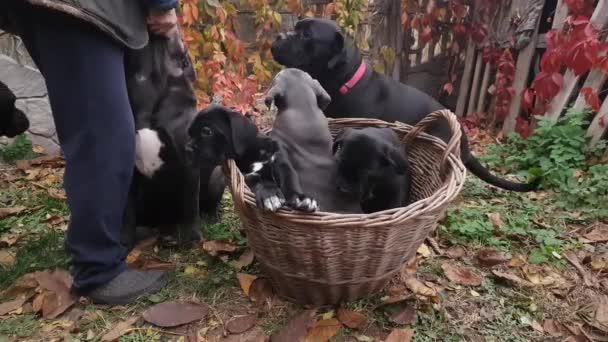 Familia Cane Corso Tres Lindos Cachorros Una Canasta Tres Hembras — Vídeo de stock