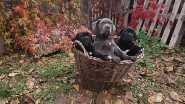 Drie Schattige Pups Cane Corso Grijs Twee Zwart Zitten Een — Stockvideo