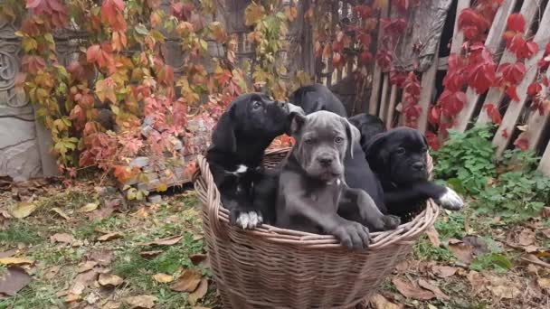Cinco Lindos Cachorros Cane Corso Gris Cuatro Negros Sientan Una — Vídeo de stock