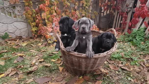 Three Cute Puppies Cane Corso Gray Two Black Sit Wicker — Vídeo de Stock