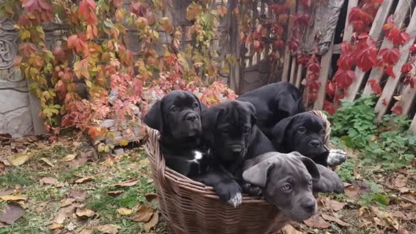 Five Cute Puppies Cane Corso Gray Four Black Sit Wicker — Vídeo de Stock