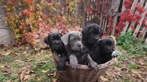 Cztery Słodkie Szczenięta Cane Corso Szary Trzy Czarne Siedzieć Wiklinowym — Wideo stockowe