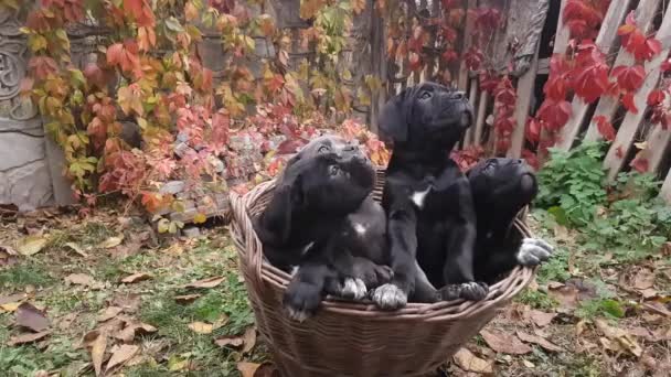 Cztery Słodkie Szczenięta Cane Corso Szary Trzy Czarne Siedzieć Wiklinowym — Wideo stockowe