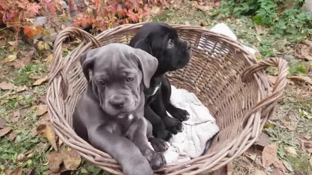 Twee Schattige Pups Cane Corso Grijs Zwart Zitten Een Rieten — Stockvideo