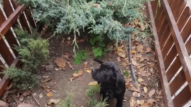 Cute Czarny Cane Corso Szczenięta Spacery Ogrodzie — Wideo stockowe