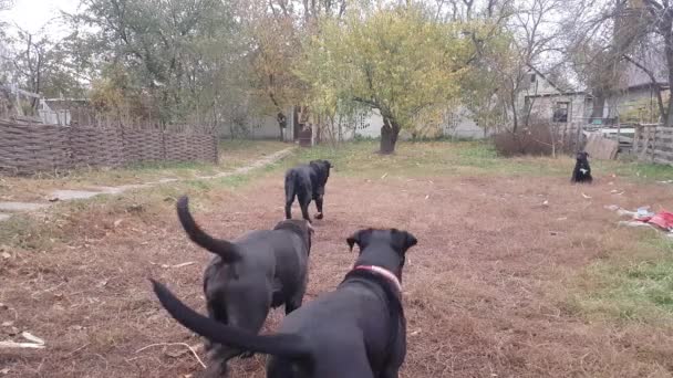 Εκτροφέας Σκύλων Βγάζει Βόλτα Σκυλιά Του Από Την Φυλή Cane — Αρχείο Βίντεο