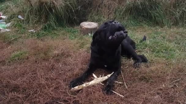 Huge Black Male Cane Corso Lies Grass Gnawed Stick Barks — Vídeo de Stock