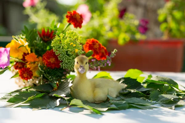 小さなアヒルの花のカラフルな花束の背景に野生のブドウの葉の上のテーブルの上に庭に座っています — ストック写真