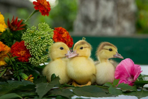 Tres Patitos Están Sentados Jardín Sobre Mesa Sobre Las Hojas — Foto de Stock