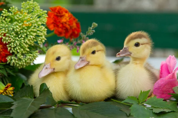 三只小鸭正坐在花园里的野葡萄叶上 背靠着一束五彩缤纷的花 — 图库照片