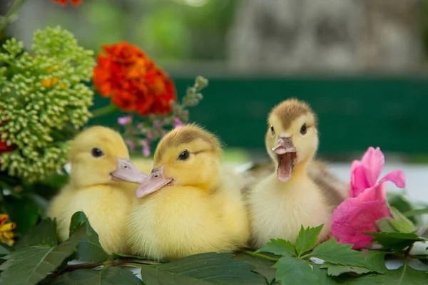 Tres Patitos Están Sentados Jardín Sobre Mesa Sobre Las Hojas — Foto de Stock