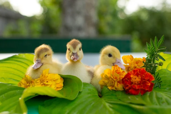 Three Cute Ducklings Sitting Garden Table Hosta Leaves Background Red — Stock Photo, Image