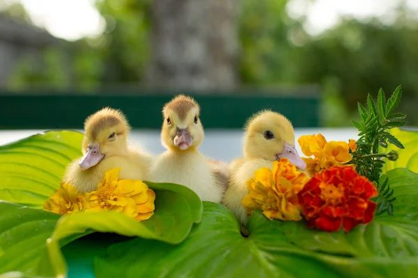 Três Patinhos Bonitos Estão Sentados Jardim Uma Mesa Folhas Hosta — Fotografia de Stock