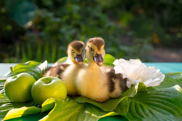 Par Patinhos Bonitos Estão Sentados Uma Mesa Folhas Hosta Sol — Fotografia de Stock