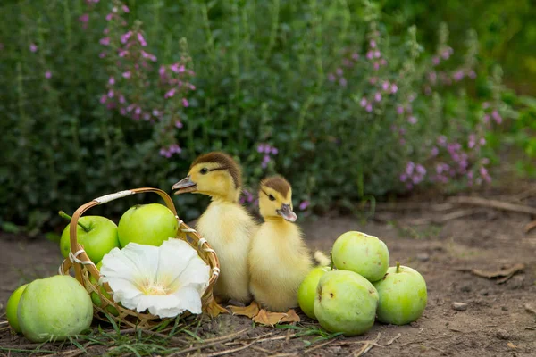 Dois Patinhos Fofos Pastam Jardim Contra Fundo Uma Cesta Cheia — Fotografia de Stock