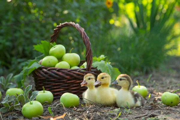 Trzy Słodkie Kaczątka Siedzieć Rzędzie Ogrodzie Tle Kosza Pełnego Jabłek — Zdjęcie stockowe