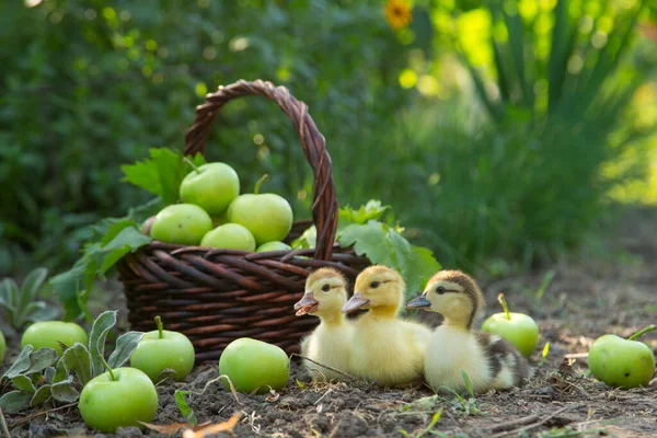 Tre Simpatici Anatroccoli Siedono Fila Giardino Sullo Sfondo Cesto Pieno — Foto Stock