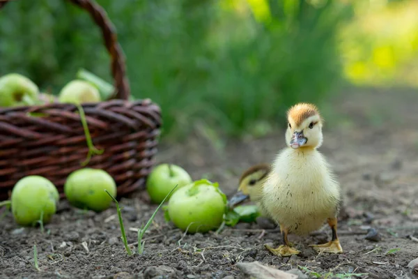 花园里一排排两只可爱的小鸭 背靠一篮子苹果 — 图库照片