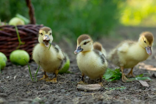 四只可爱的小鸭在花园里一排排地靠着一篮子苹果坐着 — 图库照片