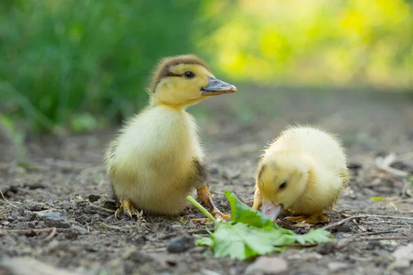 花园里站着两只可爱的小鸭 — 图库照片