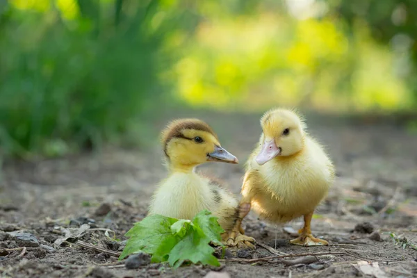 Two Cute Ducklings Stand Garden — Stock Photo, Image