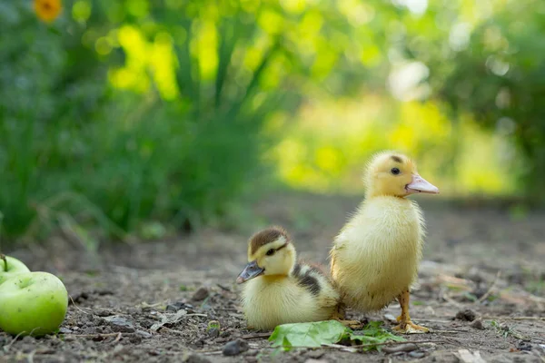 Two Cute Ducklings Stand Garden Background Flowers Fallen Apples — Stock Photo, Image