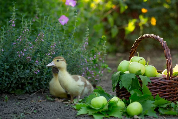 Dois Patinhos Bonitos Estão Sentados Jardim Contra Fundo Uma Cesta — Fotografia de Stock