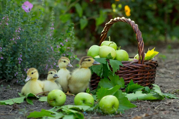 Four Cute Ducklings Graze Garden Background Basket Apples Blooming Sage — Stock Photo, Image