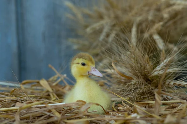 Lindos Patitos Sientan Mesa Las Orejas Trigo Jardín —  Fotos de Stock