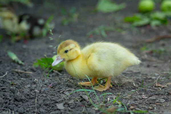 Bahçede Sevimli Bir Ördek Yavrusu Duruyor — Stok fotoğraf