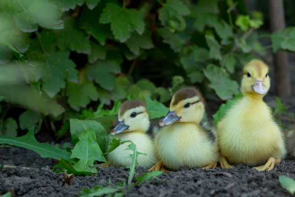 Tres Patitos Lindos Sientan Una Fila Contra Fondo Arbusto Verde — Foto de Stock