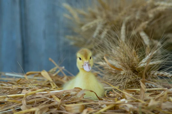 Cute Ducklings Sit Table Ears Wheat Garden — Stockfoto