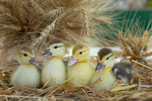 庭の小麦の耳には4つのかわいいアヒルがテーブルの上に座っています — ストック写真