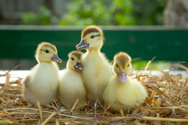 Quatre Canetons Mignons Assis Sur Table Dans Paille Dans Jardin — Photo