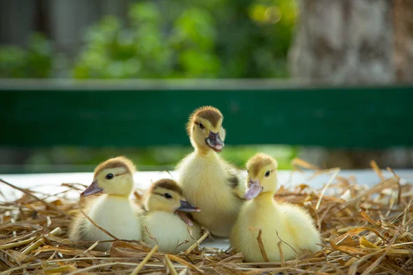 Four Cute Ducklings Sit Table Straw Garden — Stock Photo, Image
