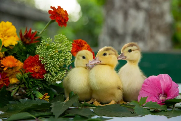 三只小鸭正坐在花园里的野葡萄叶上 背靠着一束五彩缤纷的花 免版税图库图片