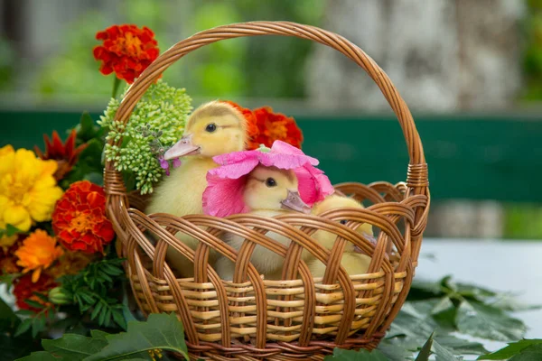 三只小鸭在花园里的篮子里 靠着一束五颜六色的花 靠着桌子坐着 一只小鸭戴着粉红的花冠 免版税图库照片